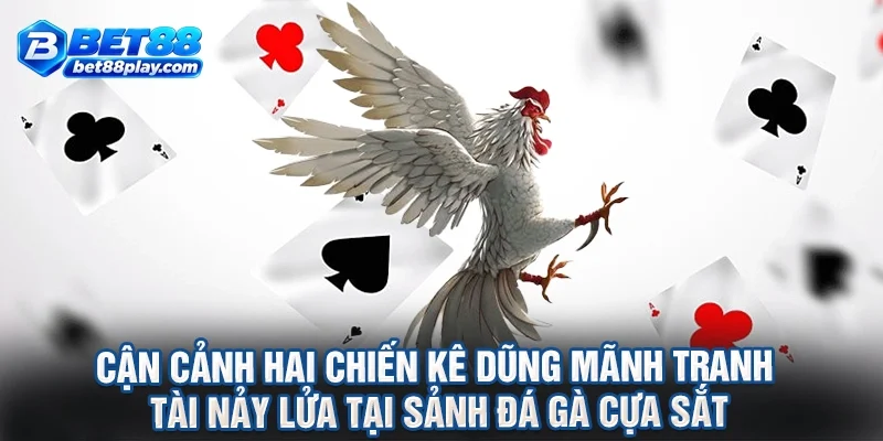 Cận cảnh hai chiến kê dũng mãnh tranh tài nảy lửa tại sảnh đá gà cựa sắt