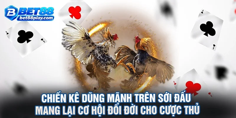 Chiến kê dũng mãnh trên sới đấu mang lại cơ hội đổi đời cho cược thủ