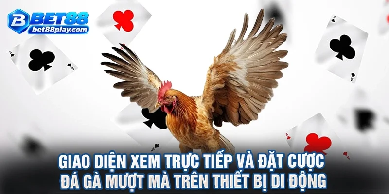 Giao diện xem trực tiếp và đặt cược đá gà mượt mà trên thiết bị di động