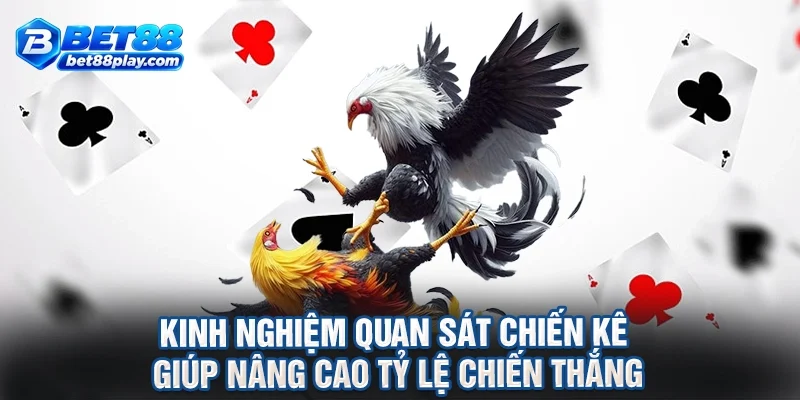 Kinh nghiệm quan sát chiến kê giúp nâng cao tỷ lệ chiến thắng