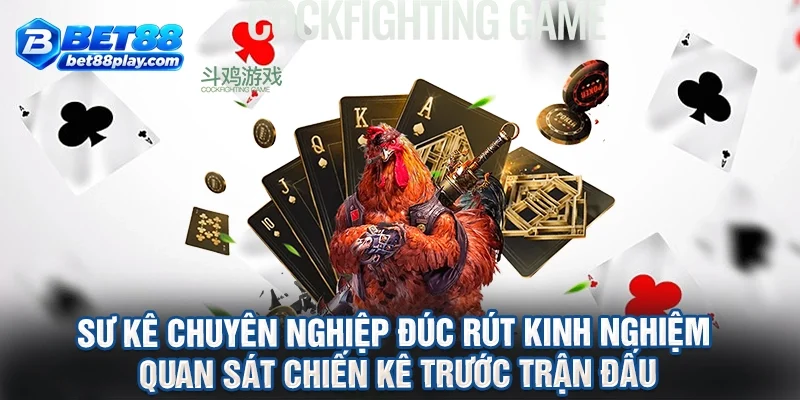 Sư kê chuyên nghiệp đúc rút kinh nghiệm quan sát chiến kê trước trận đấu